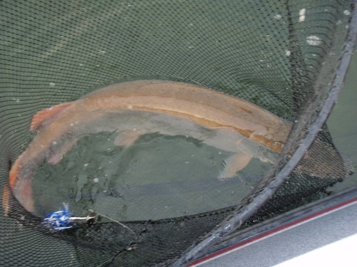 Muskie Fishing Photo